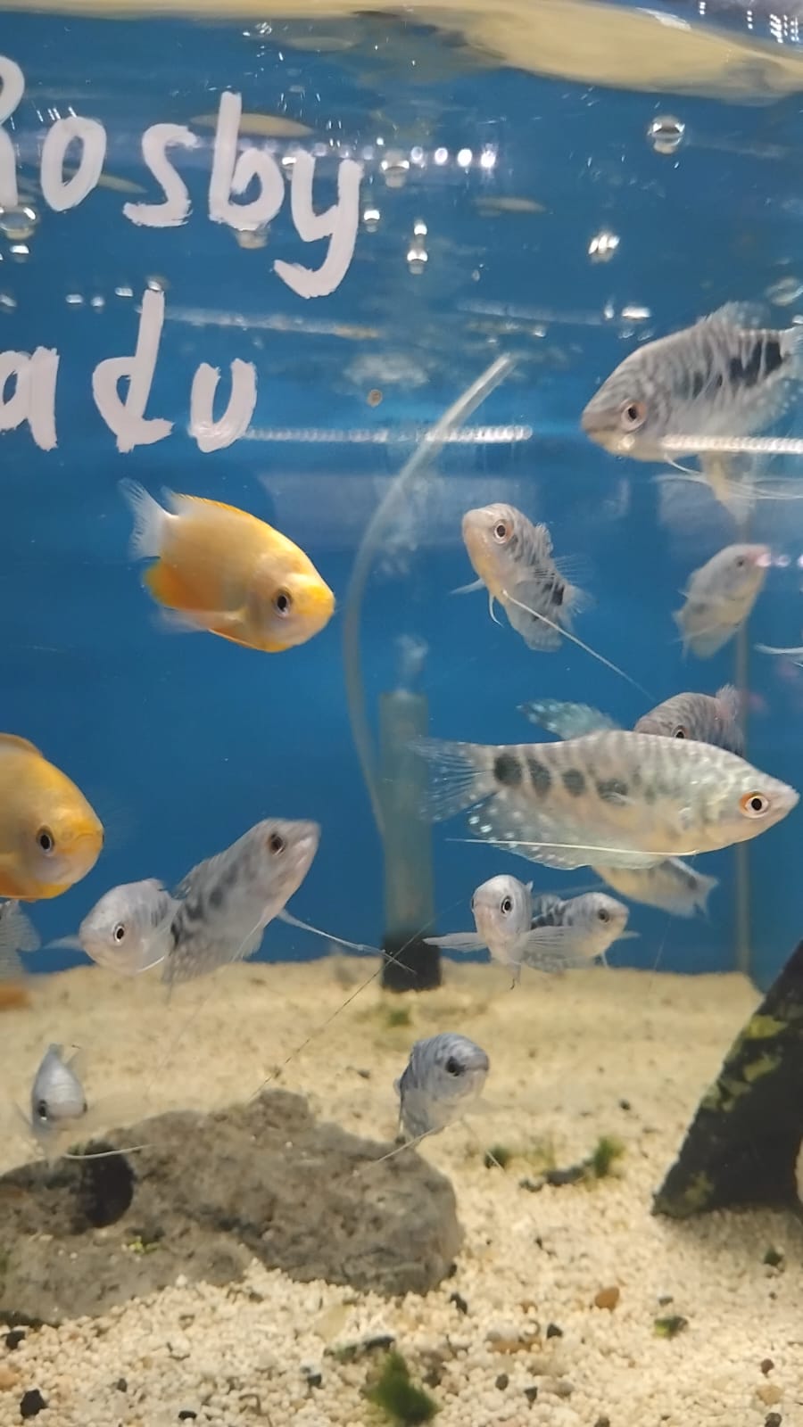 ikan sepat madu & rosby